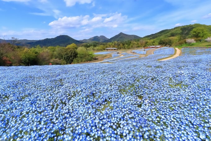 讃岐まんのう公園のネモフィラ