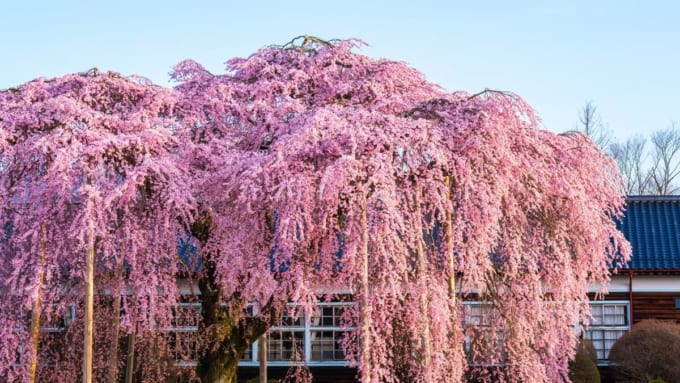 杵原学校の枝垂れ桜（長野県飯山市）