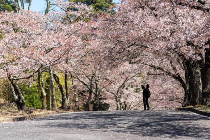 松本市アルプス公園　さくらの森（長野）