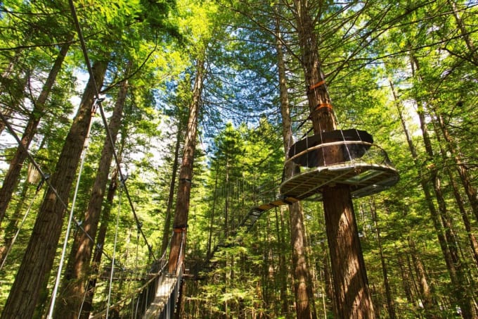 レッドウッド・ファカレワレワ・フォレスト