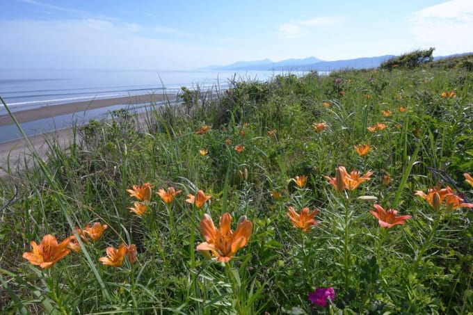 以久科原生花園