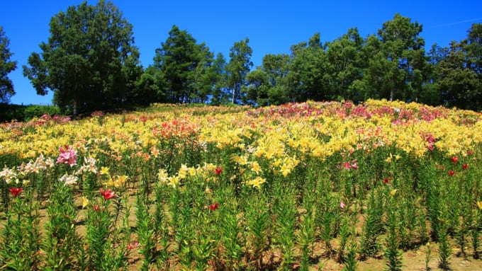 ゆりの郷こしみずリリーパーク