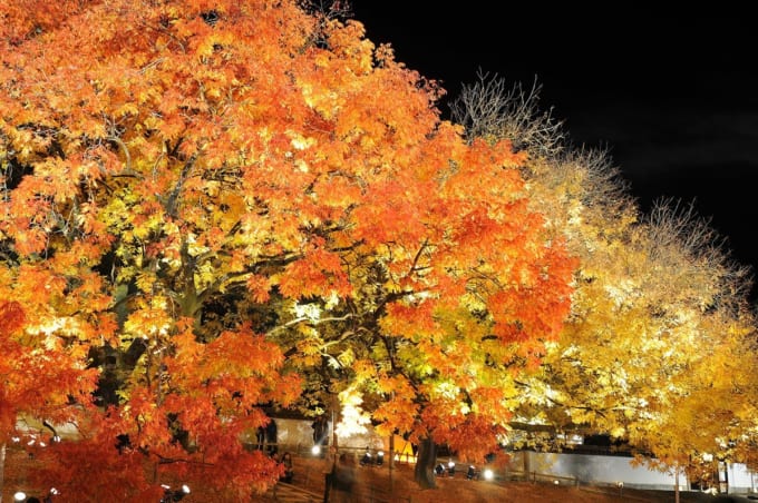 旧閑谷学校 楷の木