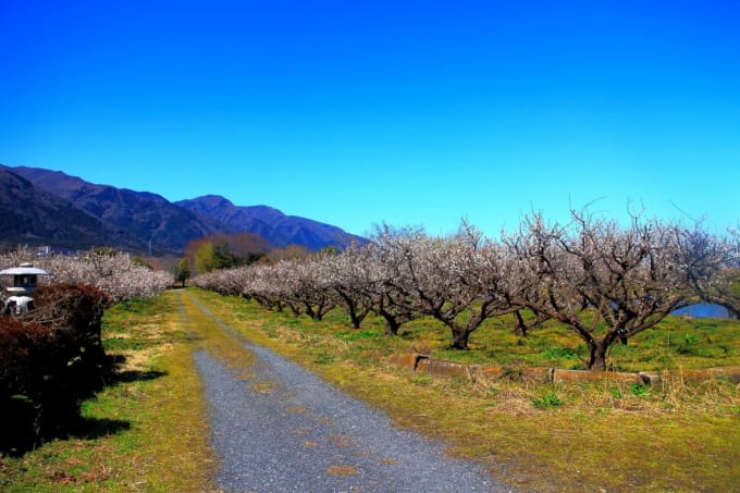 南濃梅園