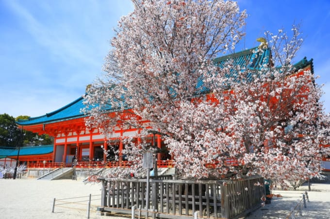 【京都の桜】平安神宮　外拝殿と満開の桜