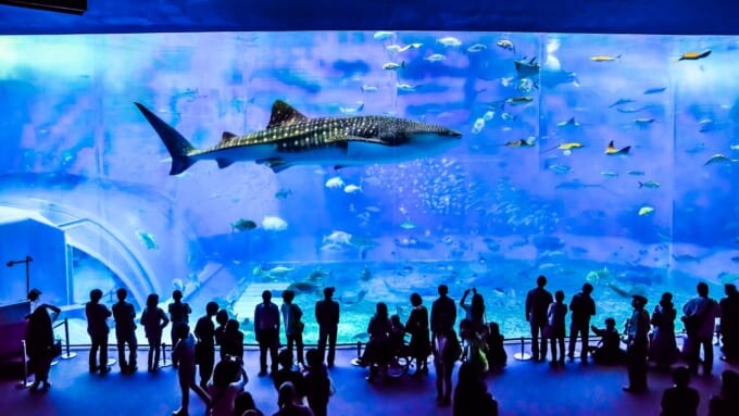 沖縄美ら海水族館