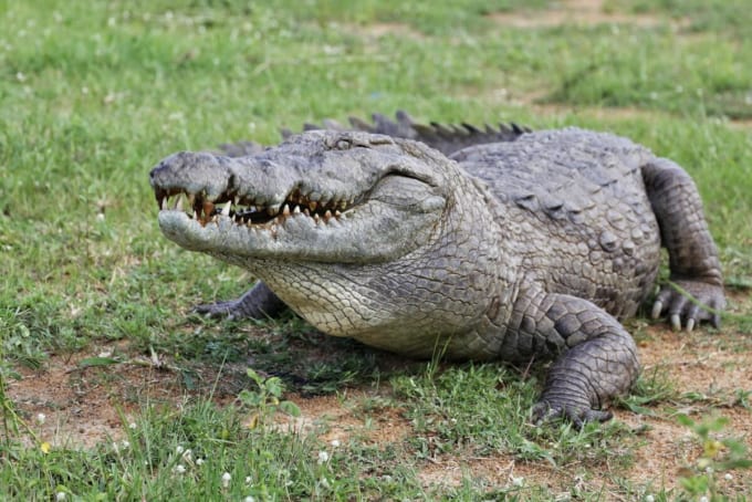 パガ・クロコダイル池（ガーナ）