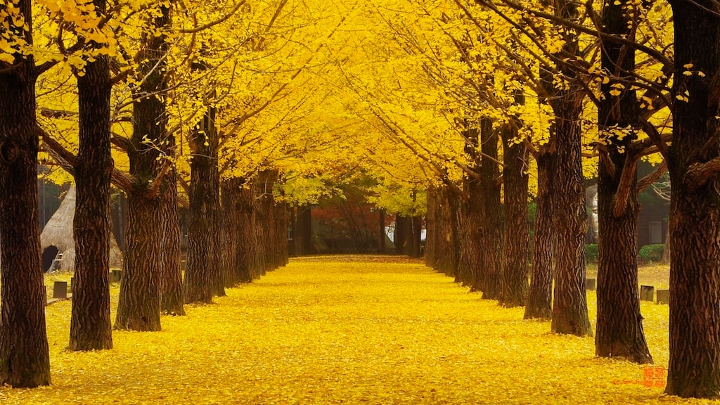 成田からフライカンウォン直行便就航！韓国・江原道の観光スポット15選