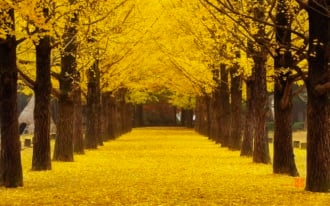 南怡島（ナミソム）