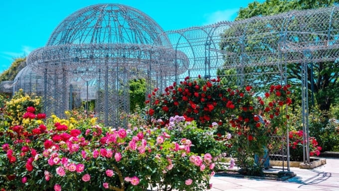 【小田原市】小田原フラワーガーデンのバラ