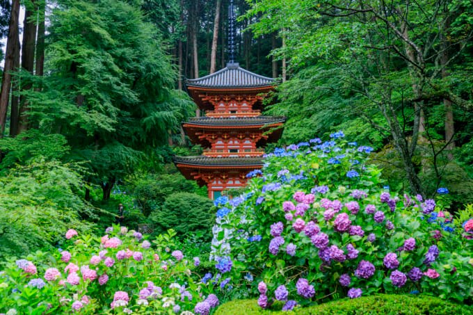 京都 紫陽花 岩船寺