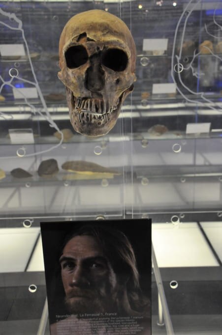 マロペン・ビジターセンター展示の頭蓋骨化石（南アフリカ世界遺産）