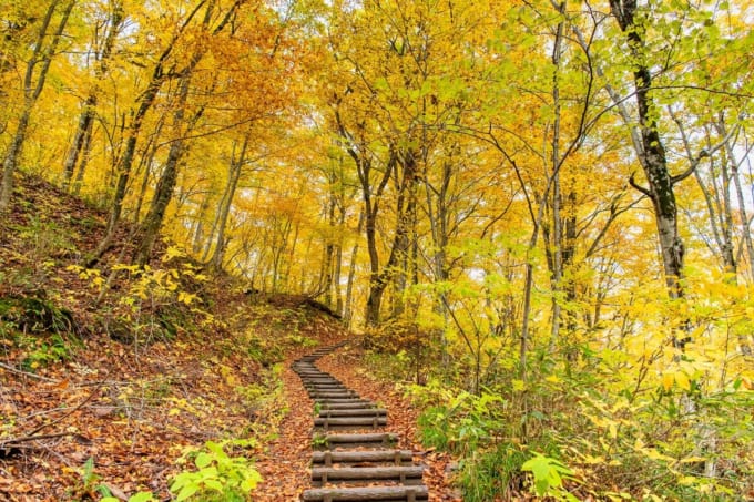 白神山地 ブナ林散策道