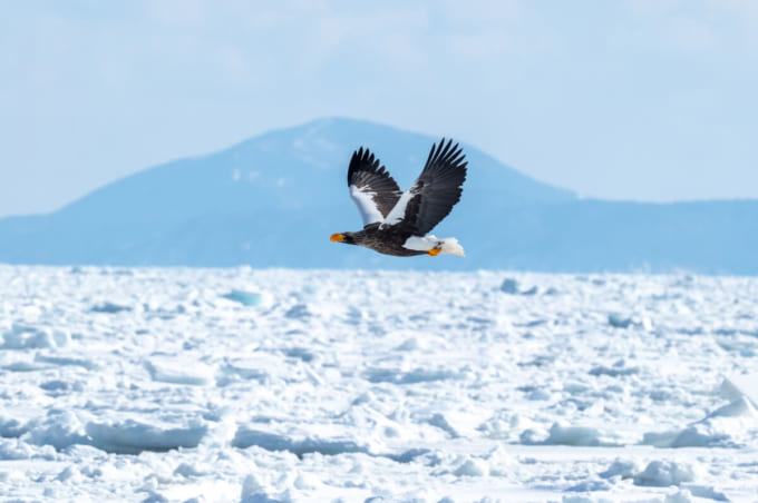 流氷とオジロワシ（北海道知床）