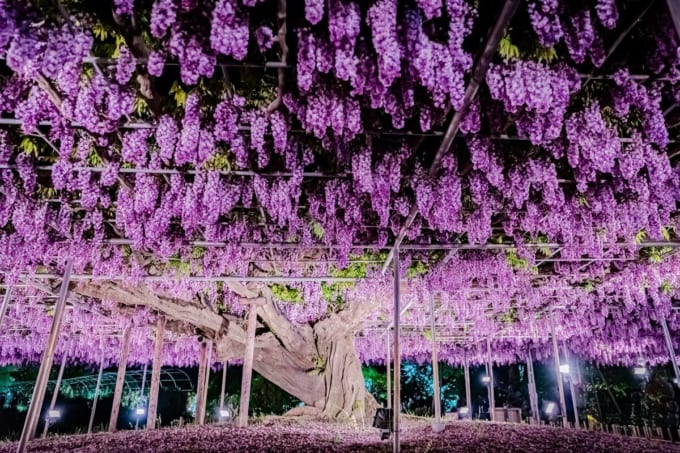 あしかがフラワーパーク