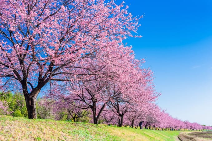 埼玉県坂戸市の観光スポット8選｜桜が美しい「よさこい」の町