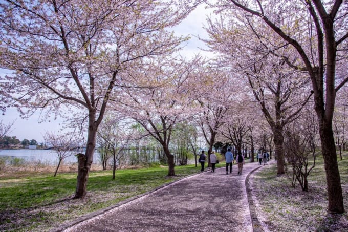 富士見湖パーク（鶴の舞橋）桜の道