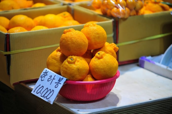 東門市場 済州島