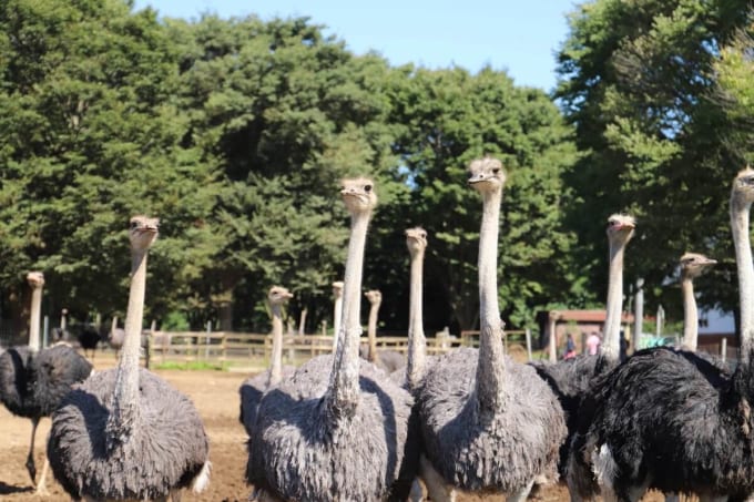 ダチョウ王国