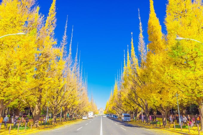 明治神宮外苑の銀杏並木（東京）