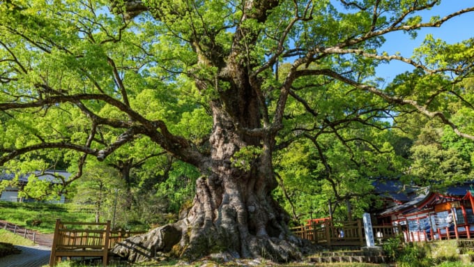 蒲生の大楠