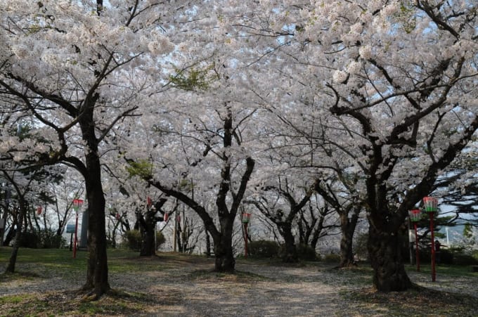 庄内町 楯山公園の桜