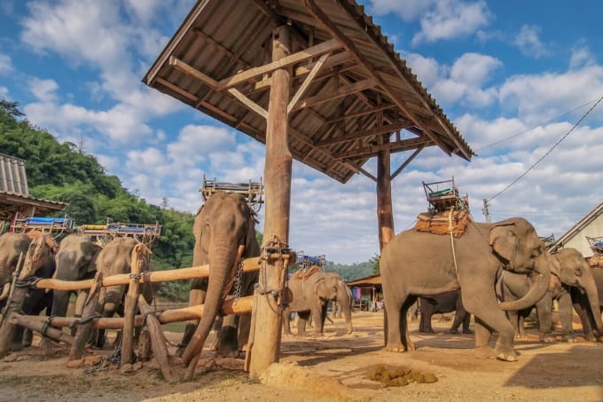 ルアムミット・エレファント・キャンプ（チェンライ））