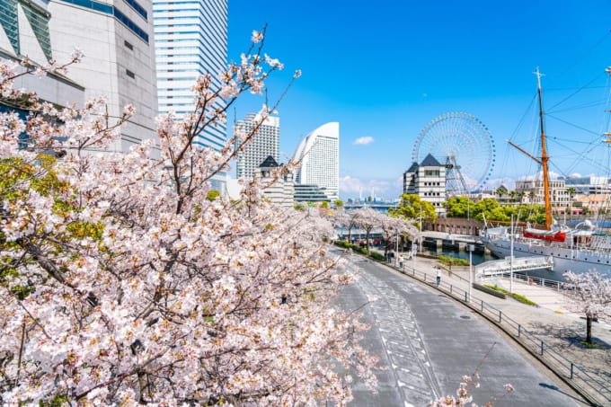 横浜みなとみらい「さくら通り」満開の桜