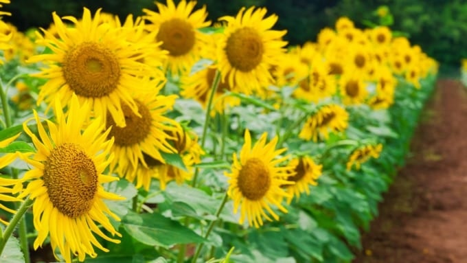 佐倉里山自然公園 ひまわり畑