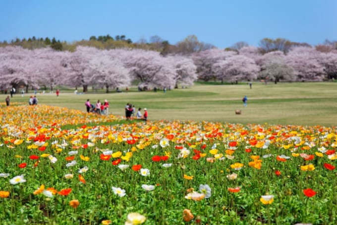 昭和記念公園　桜とアイスランドポピー