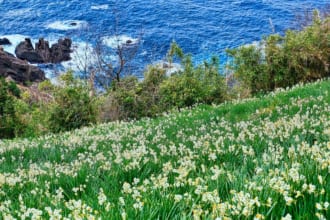 越前岬水仙ランド
