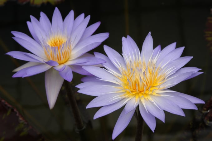 熱川バナナワニ園のスイレン