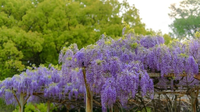 宮崎神宮　オオシラフジ
