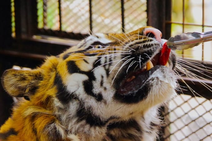 ノースサファリサッポロ「ベンガルトラダイレクトフィーディング」　トラへ