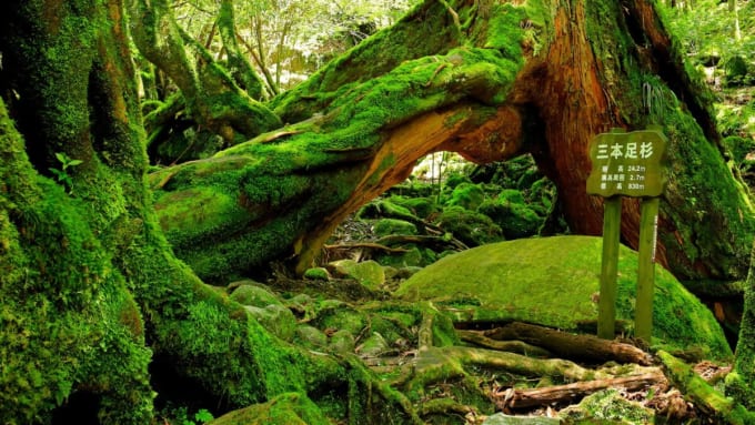 白谷雲水峡（屋久島）