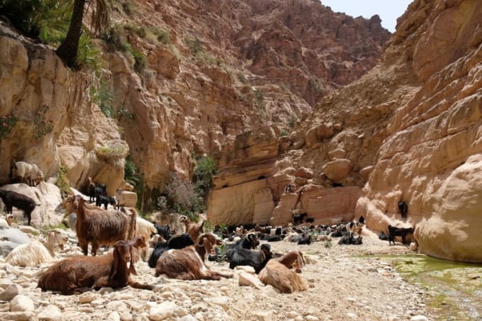 ダナ自然保護区（ヨルダン）