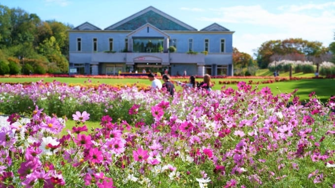 【相模原市】県立相模原公園のコスモス