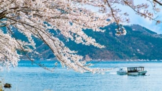 海津大崎の桜と琵琶湖のクルーズ船