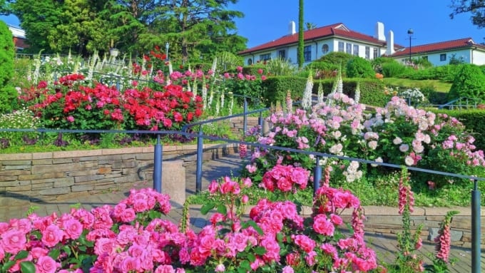 【横浜市】港の見える丘公園のバラ