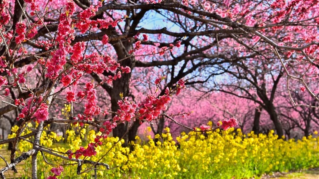 歴史や特産品がたくさん！古河市のおすすめ観光スポット6選
