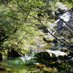 白谷雲水峡（屋久島）