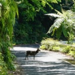 屋久島 西部林道 ヤクシカ