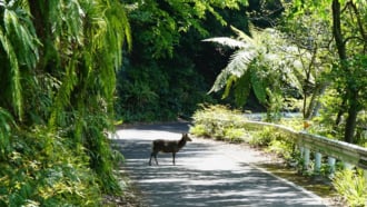 屋久島 西部林道 ヤクシカ
