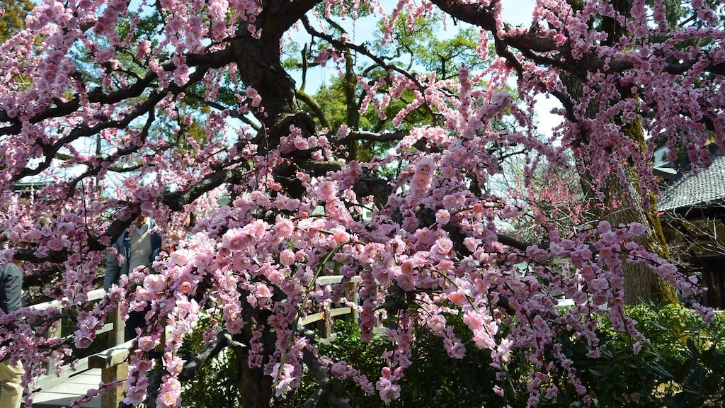 北野天満宮の梅苑公開🌸ろうそくライトアップも☆