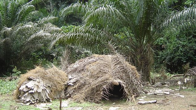 カルメーンの世界遺産ジャー動物保護区はアフリカ最大級の熱帯雨林！