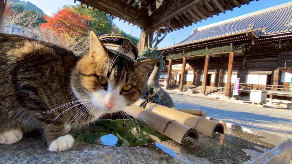京都のMKタクシー 公式Twitterの「#MK猫写真」の猫たちが話題に