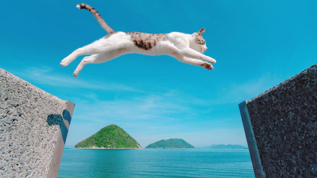 猫が大ジャンプする写真で人気の香川県・佐柳島。撮影のコツは？