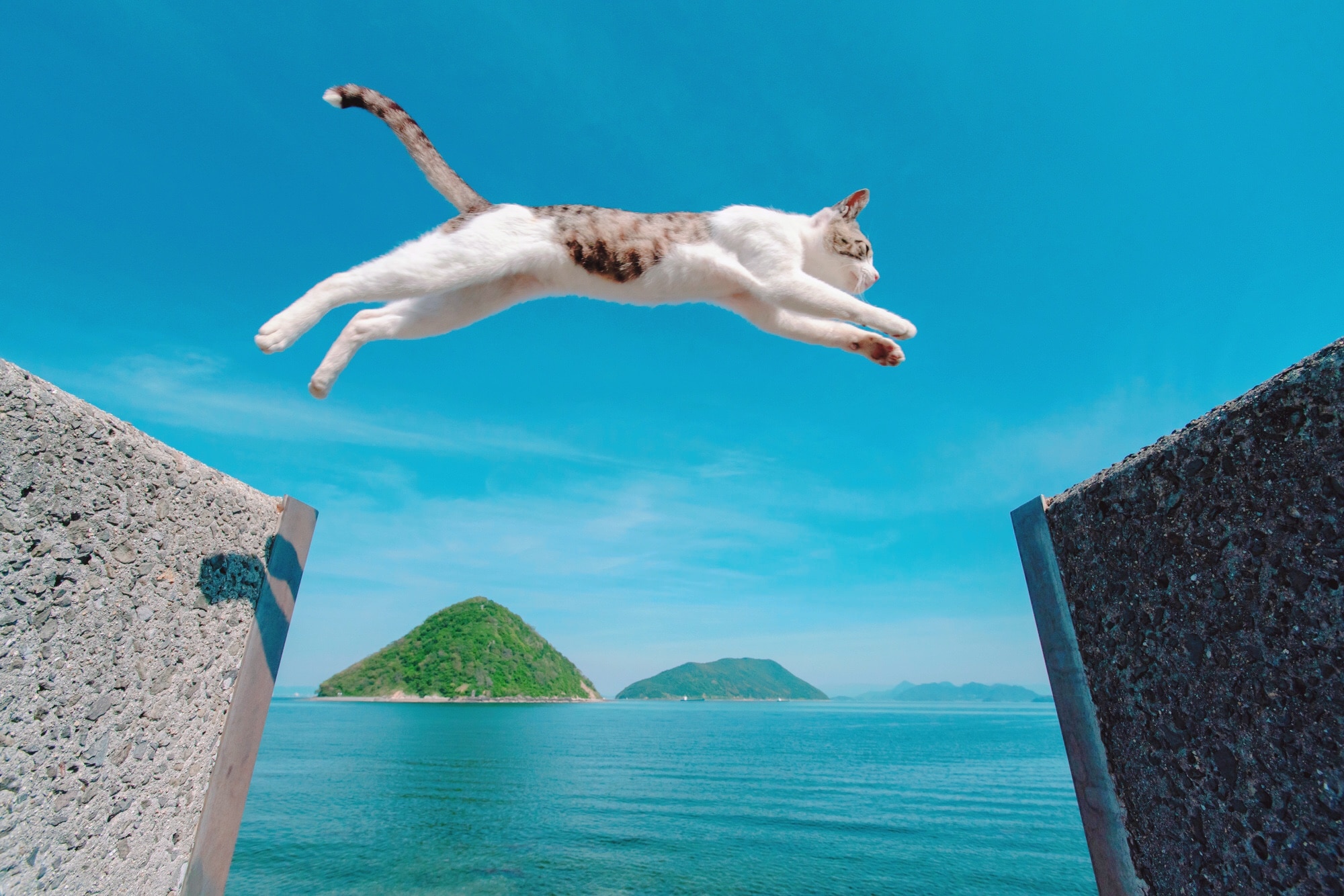 猫が大ジャンプする写真で人気の香川県 佐柳島 撮影のコツは Skyticket 観光ガイド