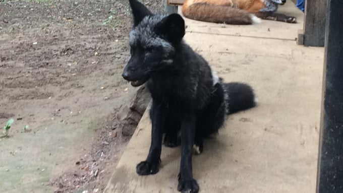 海外でも話題沸騰！モフモフふれ合える「宮城蔵王キツネ村」の観光情報