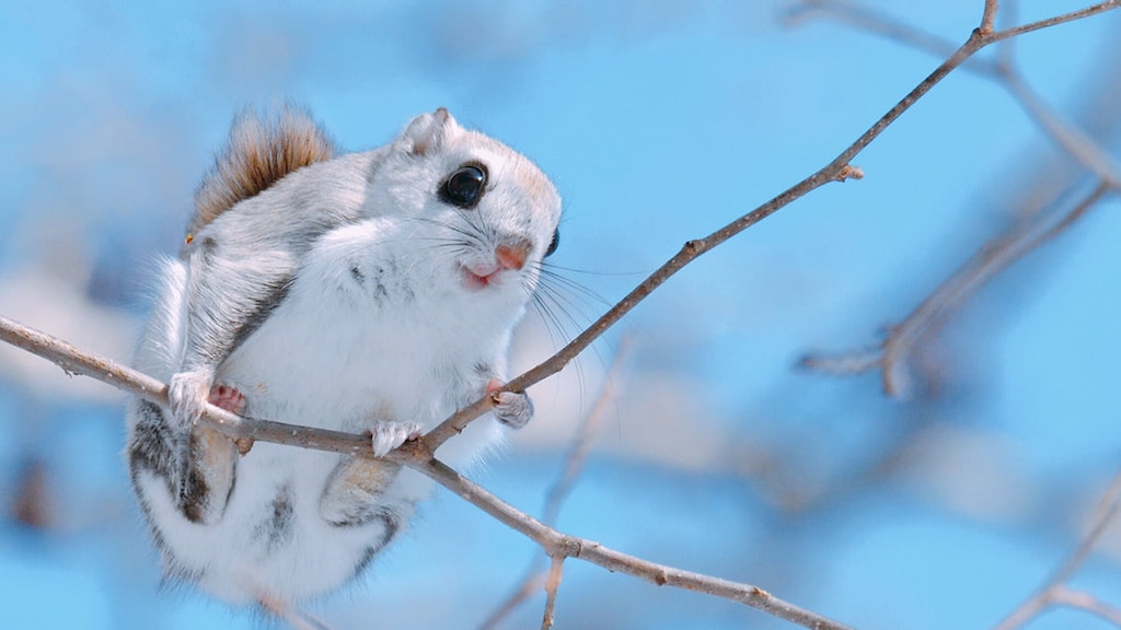 【悶絶注意】北海道に生息するかわいい野生動物